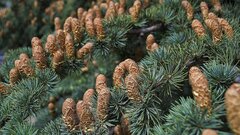 Какие леса полезнее для климата Земли: вывод российских ученых