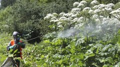 Борщевик Сосновского будут искать из космоса