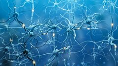 Биологическая нейросеть: живые нейроны интегрировали в систему машинного обучения