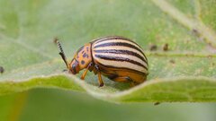 Ученые нашли «оружие» против колорадского жука