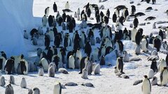 Императорские пингвины оказались под угрозой исчезновения: в чем причина