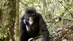 Крупнейшая в мире группа шимпанзе ведет смертельную «гражданскую войну»: что происходит