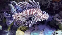 Новый материал позволил заглянуть в живую ткань необычных рыб