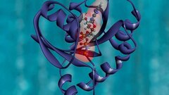 Найдены простые правила сборки и эволюции белков