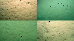 Как появились загадочные дыры на дне моря в Новой Зеландии: ответ ученых