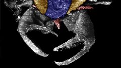 В древнем янтаре обнаружили уникального клопа с клешнями