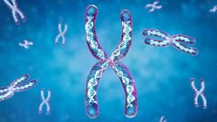 Гены-«беглецы» на X-хромосоме объяснили различия в здоровье мужчин и женщин