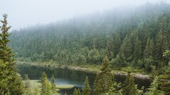 Российские ученые научили ИИ считать листву из космоса
