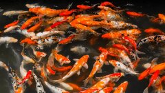 Ученые раскрыли сенсорную функцию мышц рыб