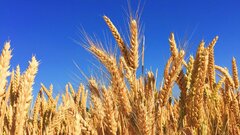 Новую суперпшеницу не берет 70% патогенных грибков