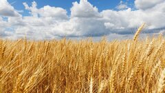 Изменение климата снижает питательную ценность продуктов: чем это грозит