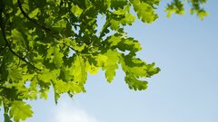 Дубы научились задерживать наступление весны: зачем они это делают