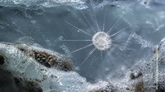 В вечной мерзлоте в России нашли неизвестного науке хищника