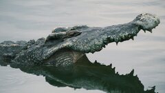 Короткая память: выпущенные на волю морские крокодилы редко возвращаются