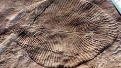 Принятые за древнейших в мире животных окаменелости разочаровали ученых