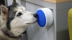 Собак научили управлять бытовой техникой