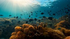 Целебные «матрешки»: гриб-пеницилл из морской губки оказался эффективен против рака