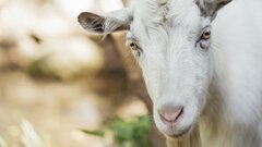 Китай впервые осуществил успешное массовое клонирование животных