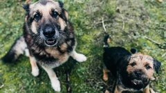 Раскрыто влияние городской жизни на животных