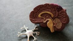Почему пересадка мозга невозможна? Ученые дали ответ