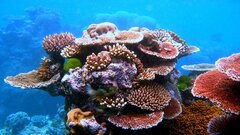 Морские биологи провели перепись обитателей подводных гор вокруг Индонезии