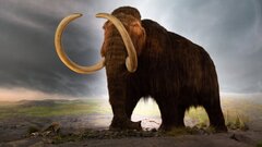 Мамонт из Таймеринга оказался охотничьим трофеем древних людей