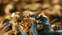Секрет «королевских яслей»: раскрыта механика создания пчелиной матки