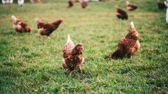 Почему куры разноцветные: ответ ученых