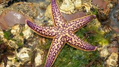 Морские звезды будут бороться с тромбозом у людей