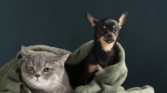 Кошки и собаки в прошлом: зумеры нашли им странную замену