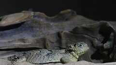 Ящерица вдохновила ученых на создание инновационной системы сбора воды