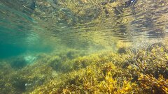 Морской грибок защитит сердца и уничтожит микоз в больницах
