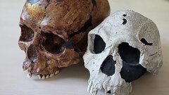 Случайность вместо прогресса: ученые пересмотрели модель эволюции человеческого черепа