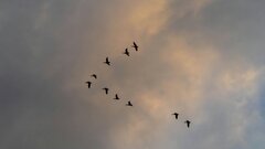 Раскрыто аэродинамическое преимущество V-образного полета птиц