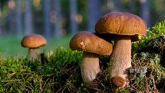 Почему приложения для грибников могут быть опасными: ответ эксперта