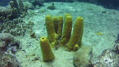 Препараты из сосновой коры и морских губок побеждает малярию и пироплазмоз