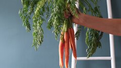 Величайшая уловка: откуда на самом деле берется беби-морковь