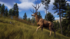 Авторы Way of the Hunter показали игровой процесс охотничьего приключения