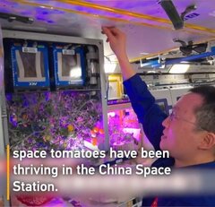 На Китайской космической станции успешно выращены томаты