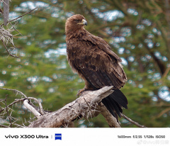 Суперзум в действии. Появились первые снимки, сделанные на камеру Vivo X300 Ultra