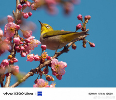 «Божественный инструмент для наблюдения за птицами». Vivo заявляет, что X300 Ultra открывает новые возможности без необходимости таскать с собой тяжелое оборудование