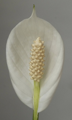 Samsung Galaxy S26 сравнили с камерой Sony A7R5