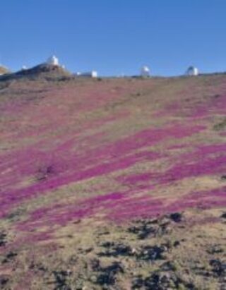 Фиолетовая Атакама: в одной из самых сухих пустынь на Земле впервые за много лет распустились цветы