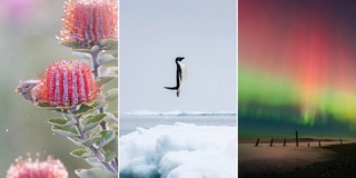 11 лучших фото дикой природы и людей с премии Sony Alpha Awards 2025