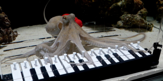 Дай краба: шведский музыкант научил своего осьминога играть на пианино