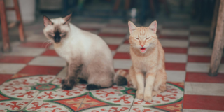 Учёные выяснили, чем мурлыканье кошек отличается от мяуканья