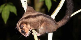 В Новой Гвинее нашли животных, которые считались вымершими 6 000 лет&nbsp;назад