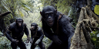 Учёные впервые зафиксировали «гражданскую войну» среди шимпанзе