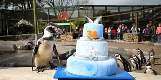 Старейший в мире пингвин отметил 38-летие — главным подарком стал торт с рыбкой