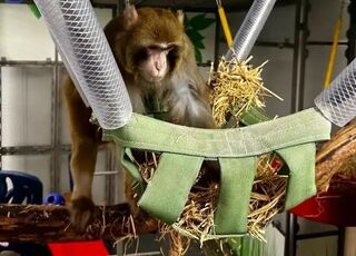 Бывшая сотрудница Neuralink подал на компанию в суд, утверждая, что ей приходилось работать с болеющими герпесом обезьянами
